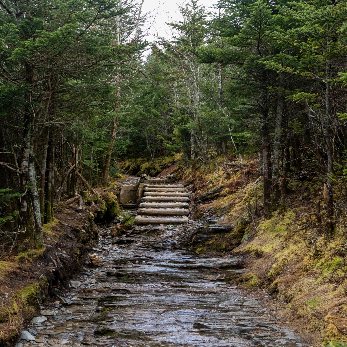 Great Smoky Mountain Trip – December&nbsp;2021